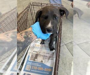 Labrador Retriever Dogs for adoption in San Antonio, TX, USA