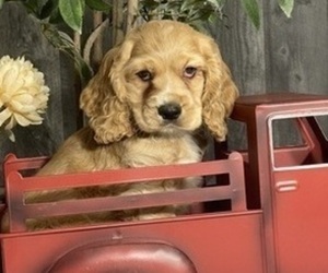 Cocker Spaniel Puppy for sale in CANOGA, NY, USA