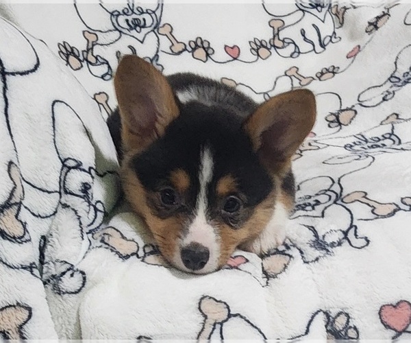 Medium Photo #3 Pembroke Welsh Corgi Puppy For Sale in MIAMI, OK, USA