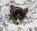 Small #2 Pembroke Welsh Corgi
