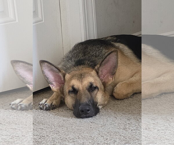 Medium Photo #6 German Shepherd Dog Puppy For Sale in New Hill, NC, USA