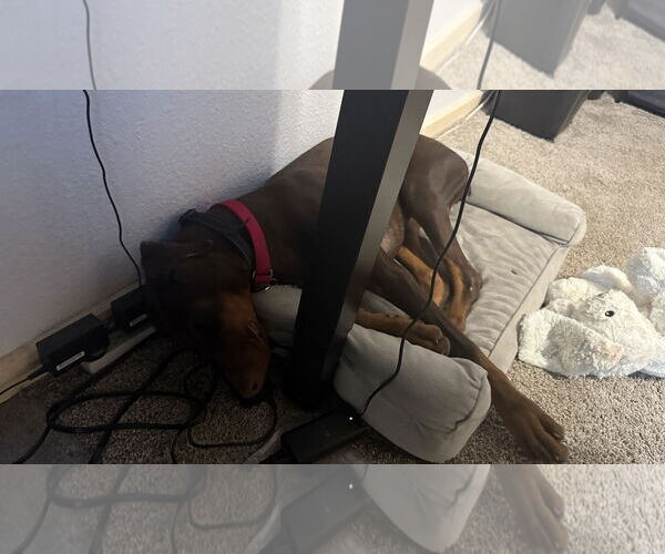 Medium Photo #4 Doberman Pinscher Puppy For Sale in Minneaoplis, MN, USA
