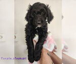 Small Sheepadoodle