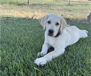 Labrador Retriever Puppy for Sale in WILLOWS, California USA