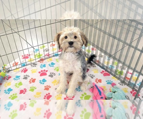 Medium Photo #9 Morkie Puppy For Sale in ORO VALLEY, AZ, USA