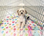 Small #8 Morkie