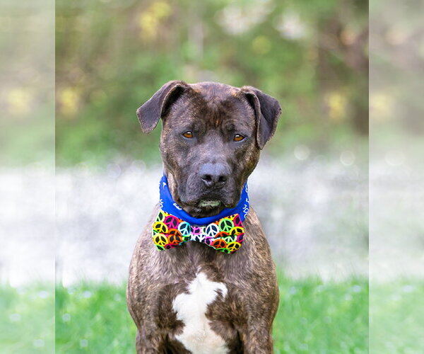 Medium Photo #3 Mutt Puppy For Sale in Unionville, PA, USA