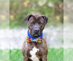Small #2 Mutt