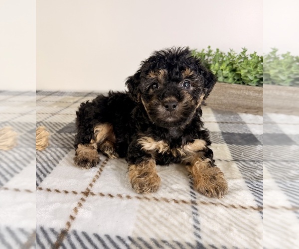 Medium Photo #2 Yorkipoo Puppy For Sale in GREENFIELD, IN, USA