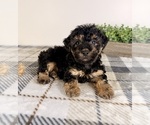 Small #1 Yorkipoo