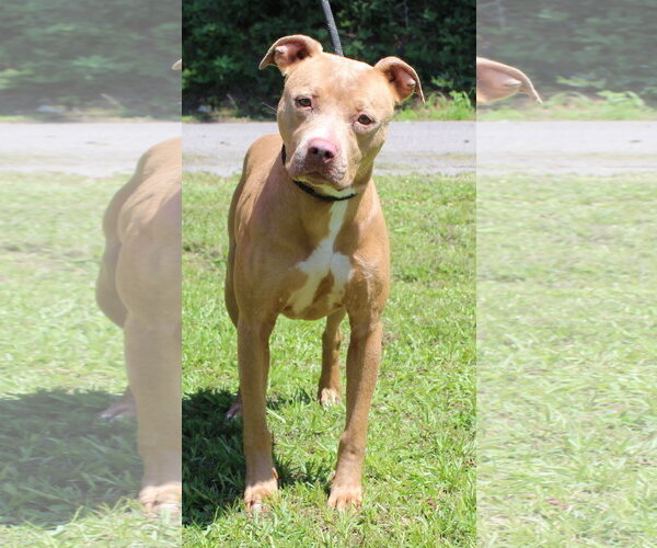 Medium Photo #4 Mutt Puppy For Sale in Prattville, AL, USA