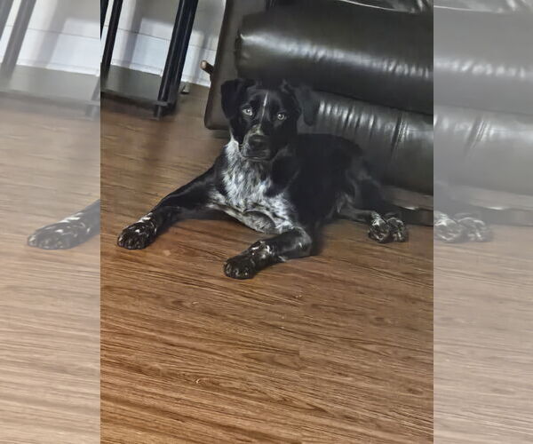 Medium Photo #1 Great Dane-Unknown Mix Puppy For Sale in Williamsburg, IA, USA