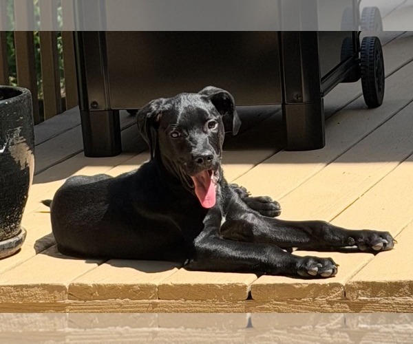 Medium Photo #4 Mutt Puppy For Sale in Sheboygan, WI, USA