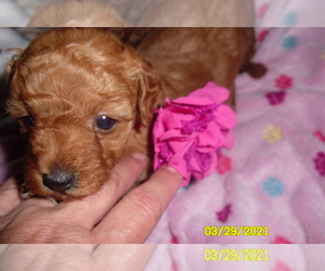 Poodle (Miniature) Puppy for sale in DULUTH, GA, USA