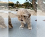 Small Photo #13 Maltipoo Puppy For Sale in APPLE VALLEY, CA, USA