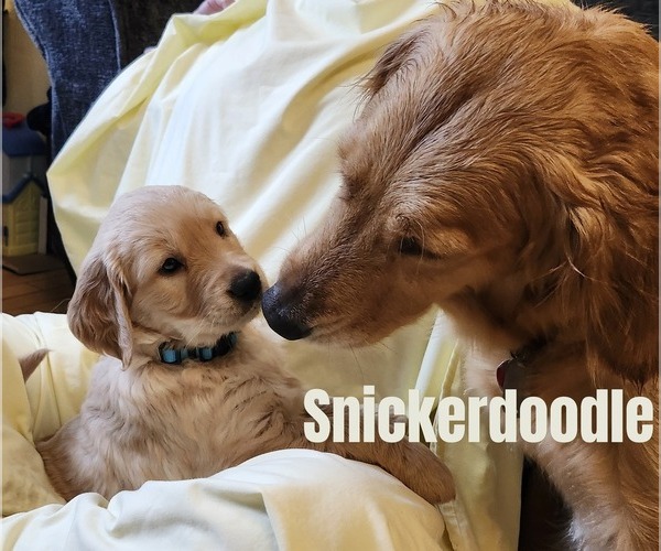 Medium Photo #3 Golden Retriever Puppy For Sale in PORT JERVIS, NY, USA