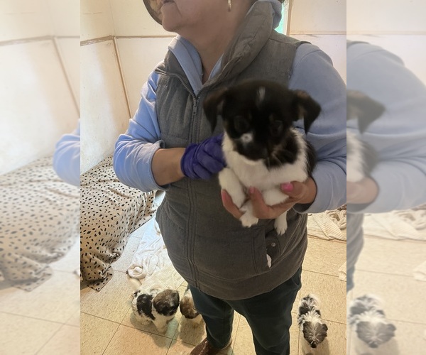 Medium Photo #3 Shorkie Tzu Puppy For Sale in LEBANON, OR, USA