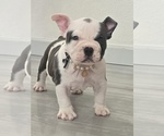 Image preview for Ad Listing. Nickname: Lola