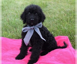 Labradoodle Puppy for sale in COSHOCTON, OH, USA