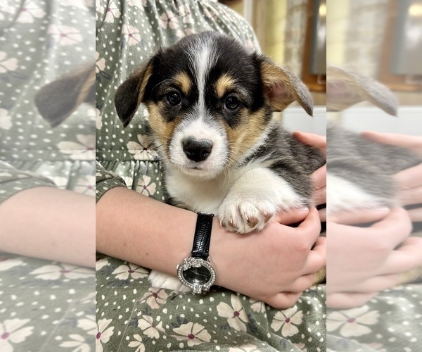 Medium Photo #19 Pembroke Welsh Corgi Puppy For Sale in ROCK VALLEY, IA, USA