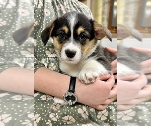 Medium Pembroke Welsh Corgi