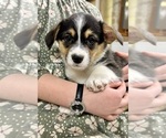 Puppy Smores Pembroke Welsh Corgi