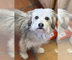Mother of the Aussiedoodle Miniature puppies born on 03/22/2026