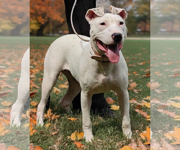 Medium Photo #2 American Pit Bull Terrier-Unknown Mix Puppy For Sale in Talladega, AL, USA