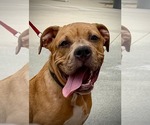 Small #7 Boxer-Staffordshire Bull Terrier Mix
