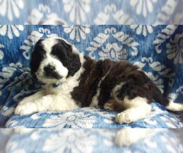 Medium Photo #4 Saint Berdoodle Puppy For Sale in LANCASTER, PA, USA