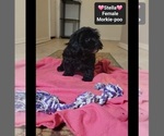 Small #1 Morkie Poo (Toy)
