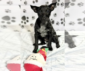 Collie-Unknown Mix Dogs for adoption in SHERBURNE, NY, USA