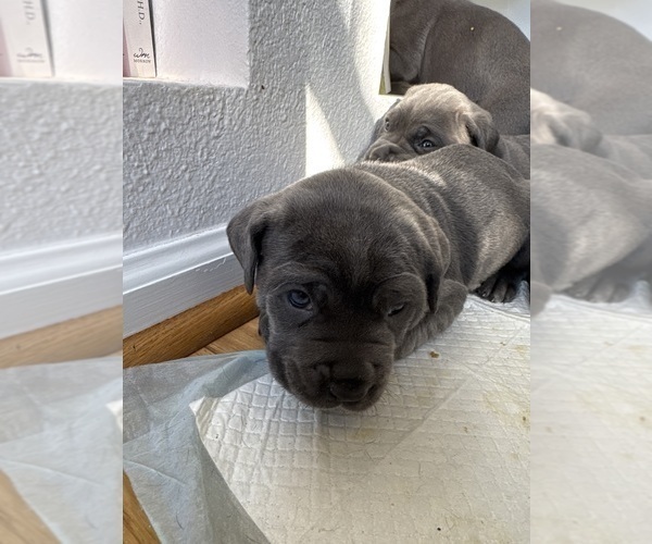 Medium Photo #1 Cane Corso Puppy For Sale in SUFFOLK, VA, USA
