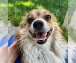 Small #1 Pomeranian Mix
