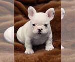 Small Photo #8 French Bulldog Puppy For Sale in WILDOMAR, CA, USA