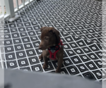 Small #1 Labrador Retriever Mix