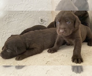 Labrador Retriever Puppy for sale in MORENO VALLEY, CA, USA