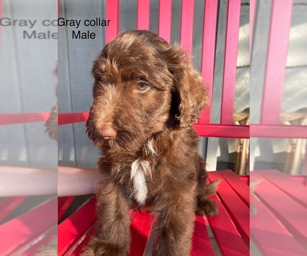 Medium Photo #2 Bordoodle Puppy For Sale in BAILEYTON, TN, USA