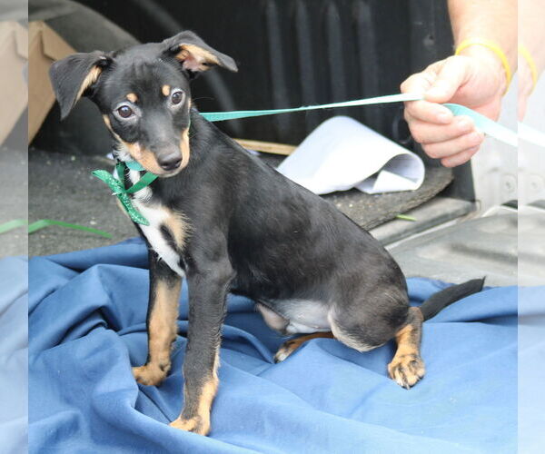 Medium Photo #3 Doxie-Pin Puppy For Sale in Bandera, TX, USA