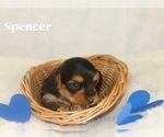 Small #3 Yorkshire Terrier