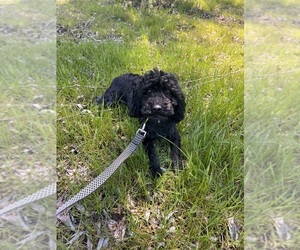 Poodle (Miniature) Puppy for sale in GREENVILLE, MI, USA