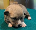 Puppy 3 Pembroke Welsh Corgi