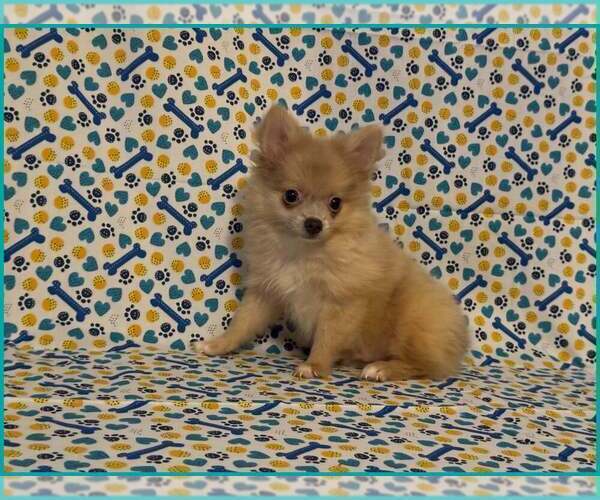Medium Photo #1 Pomeranian Puppy For Sale in CLARKSVILLE, TN, USA