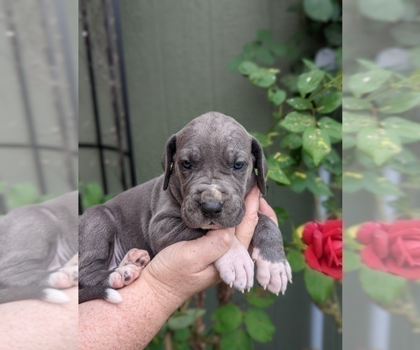 Medium Photo #10 Great Dane Puppy For Sale in GREENVILLE, NC, USA