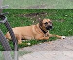 Small Photo #10 Boxer-Unknown Mix Puppy For Sale in Farmington, MN, USA
