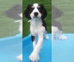 Small Photo #79 Australian Shepherd-Cavalier King Charles Spaniel Mix Puppy For Sale in HOWLAND, OH, USA