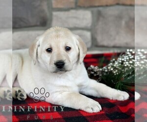Labrador Retriever Puppy for sale in SELINSGROVE, PA, USA