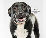Small #2 Labrador Retriever Mix