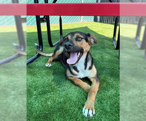 Medium Photo #2 German Shepherd Dog-Unknown Mix Puppy For Sale in San Bernardino, CA, USA