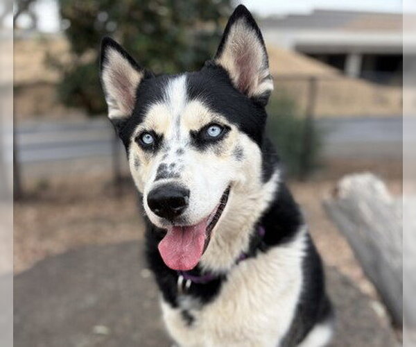 Medium Photo #3 Siberian Husky Puppy For Sale in Martinez, CA, USA